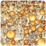 Псилоцибиновые (галлюциногенные)  грибы Psilocybin "Golden Teacher" в Егорьевске