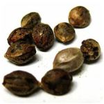 Семена марихуаны АК-47  (Seeds AK-47) в Егорьевске